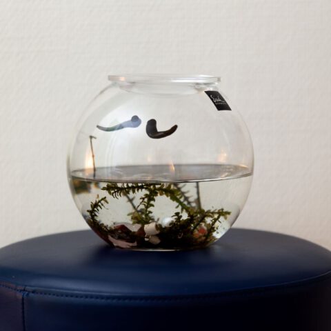 Neu bei uns: Blutegeltherapie